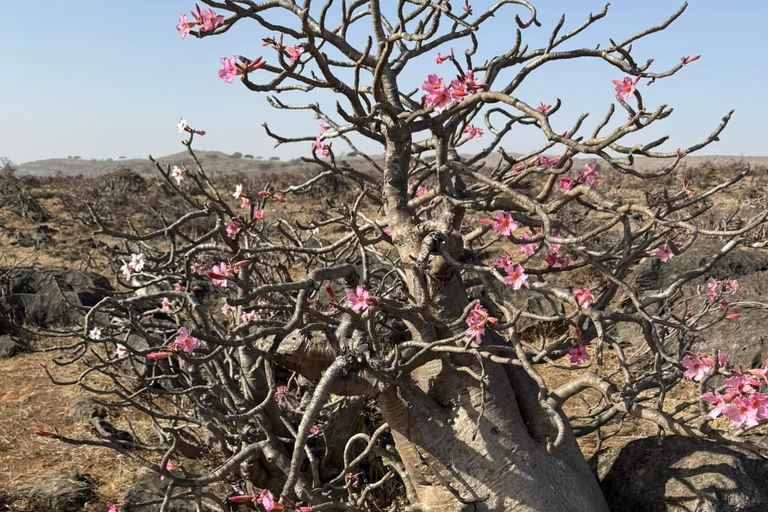 East Salalah by Day & Night: Camels, Waterfalls & Souqs Tour