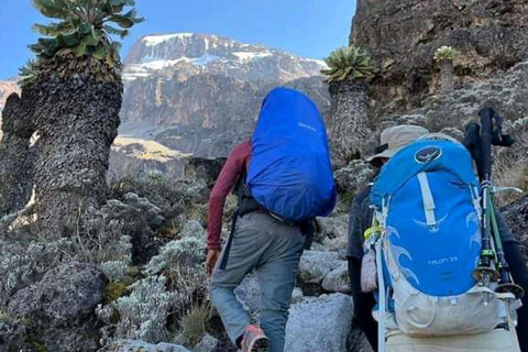 Trekking na Kilimandżaro 7 dni szlakiem Lemosho