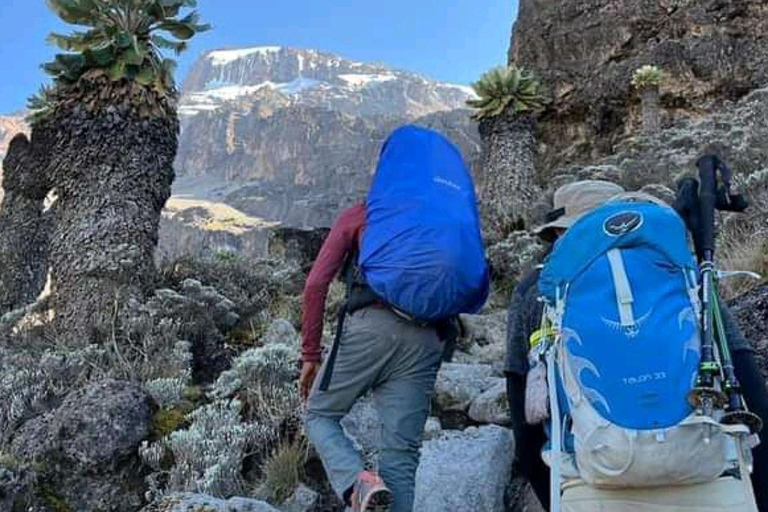 Trekking na Kilimandżaro 7 dni szlakiem Lemosho