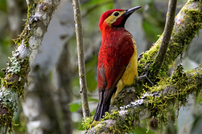 From Cusco: 4-Day Manu Cloud Forest Birdwatching Tour