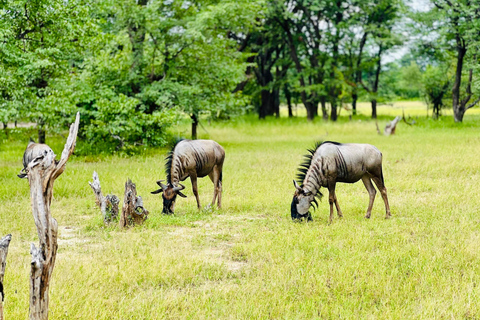 Livingstone: Game Drive And Rhino Walk Experience