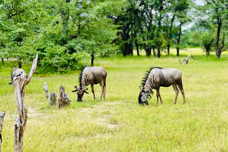 Livingstone: Game Drive And Rhino Walk Experience
