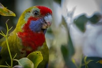 Melbourne, Great Ocean Road & Rainforest Trip - Housity