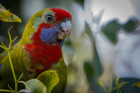 Melbourne: Great Ocean Road & Rainforest-trip