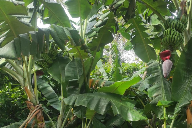 Puerto Plata City Tour: Historic Center & Countryside Ride