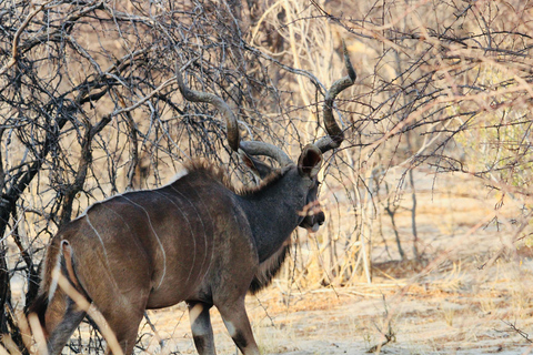 Windhoek: 3-Day Guided Safari in Etosha with Lodge