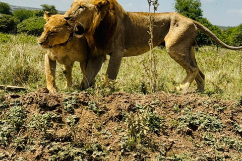 Nairobi National Park&Elephant Orphanage&Giraffe Centre Tour