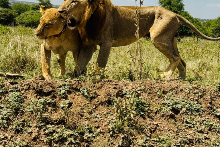Nairobi National Park&Elephant Orphanage&Giraffe Centre Tour
