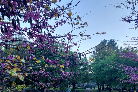 Olympia: Exclusive Tour with a Professional Archaeologist