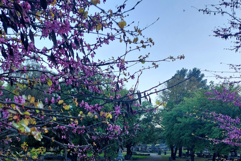 Olympia: Exclusive Tour with a Professional Archaeologist