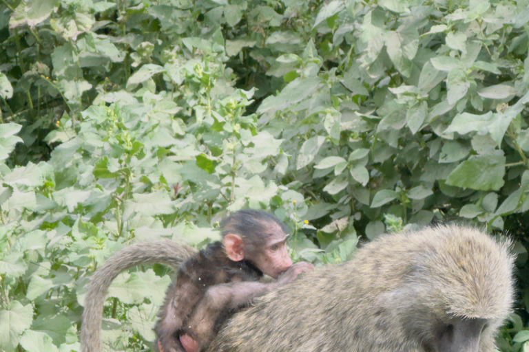 Lake Camping, Hell’s Gate, Quad bike & Crater Lake Naivasha