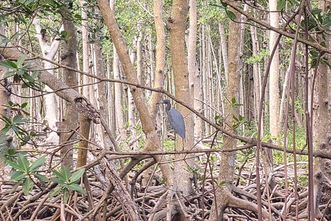 Miami: Biscayne Bay Ultimate Boat Tour with Kayak Experience