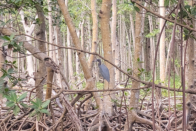 Miami: Biscayne Bay Ultimate Boat Tour with Kayak Experience