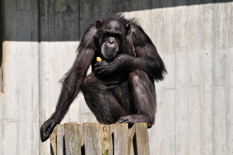 "Day Trip to Ol Pejeta: Wildlife & Picnic Lunch Adventure" olpajeta daytrip