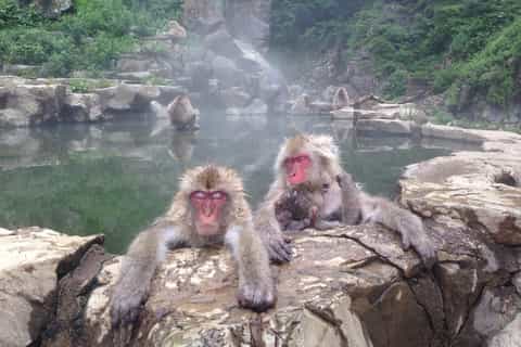 Nagano: Snow Monkeys, Zenkoji Temple & Sake Day Trip