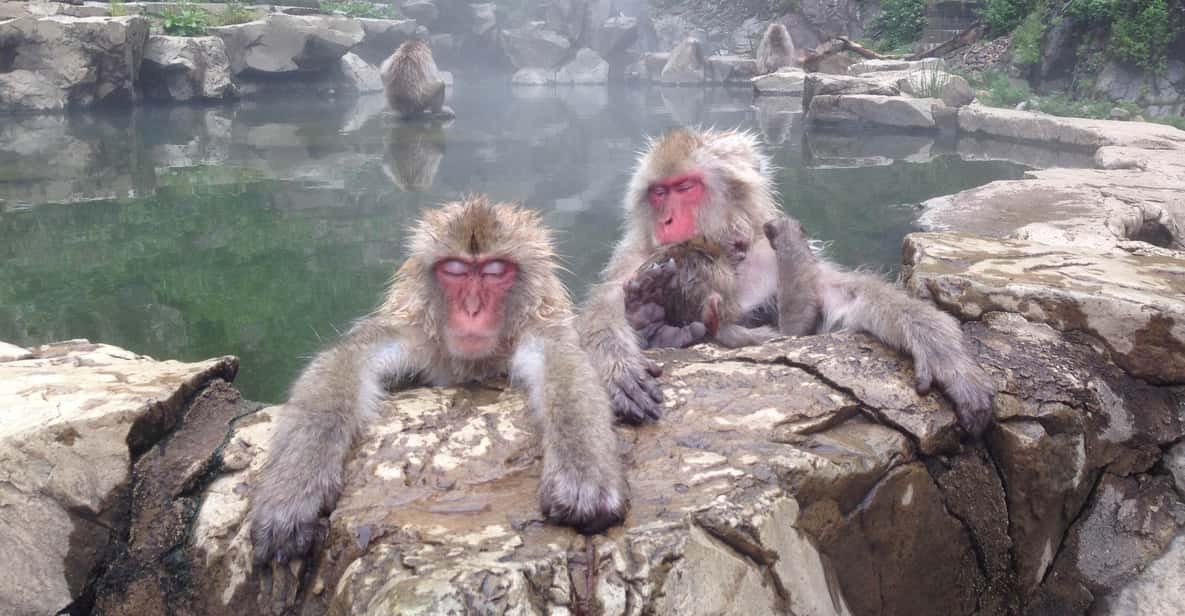 Nagano Snow Monkeys, Zenkoji Temple & Sake Day Trip GetYourGuide