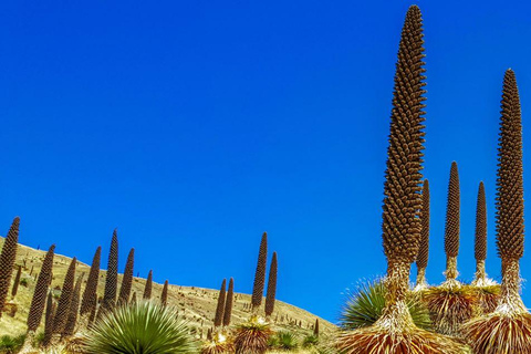 Huaraz: Nevado Pastoruri + Puya Raymondi Forest