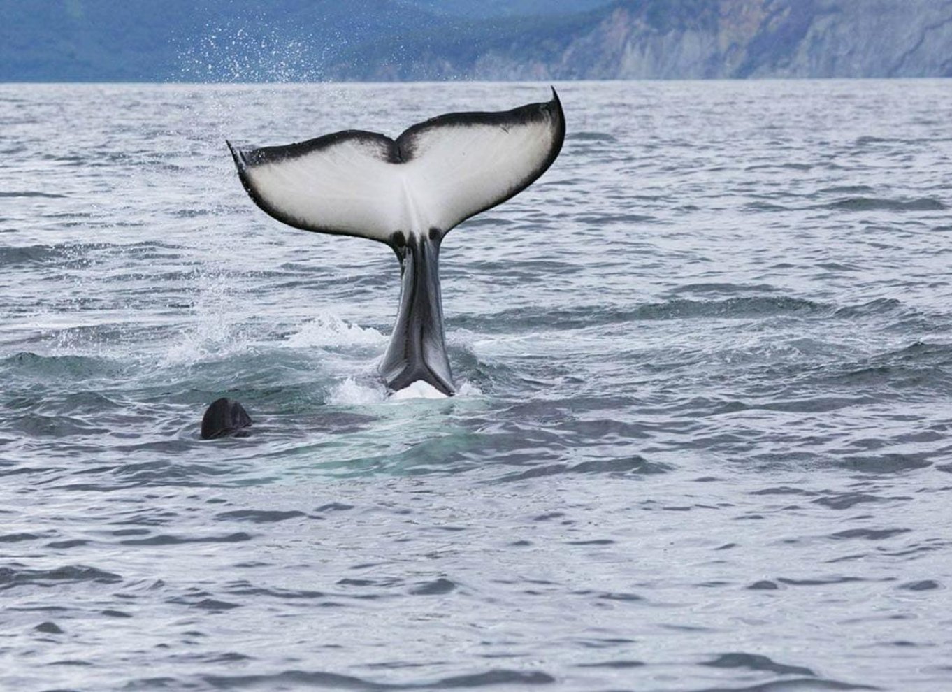 Seward: Kenai Fjords National Park Glacier & Wildlife Cruise