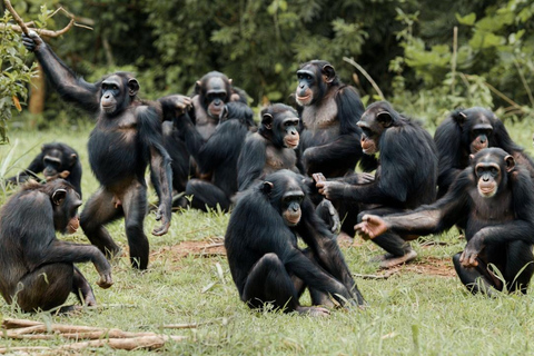 Kampala/Entebbe: Ngamba Island Chimps Sanctuary Tour