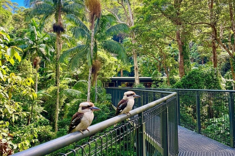 From Brisbane: Private Gold Coast Tour with Meal and Skywalk