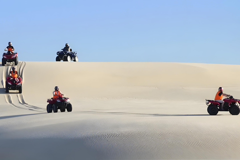 Sydney: Observação de golfinhos e sandboard em Port Stephens