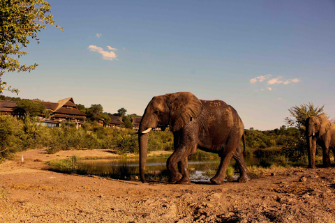 Victoria Falls: Siduli Hide Wildlife Viewing Experience