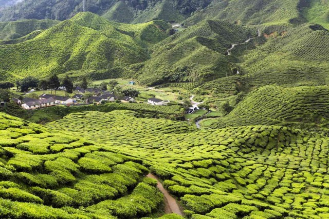 Visit Cameron Highlands 2D1N All Inclusive Tour! in Cameron Highlands