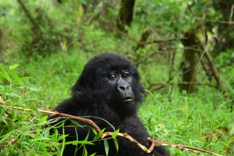 6 Days Uganda Primate & Big Game Safari Experience
