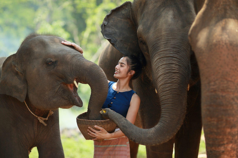 Chiang Mai：Elephant Care Experience TourFull day elephant care