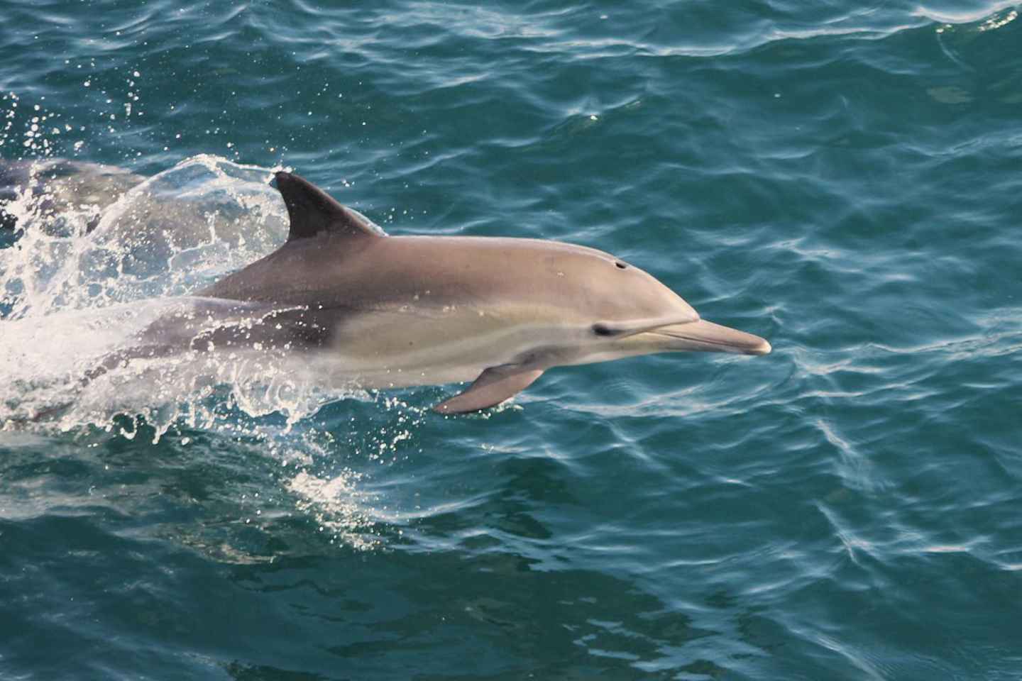 Crucero en barco por la Isla de los Delfines de Side con almuerzo y bebidas