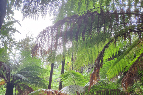 Launceston: Bay of Fires Tour with Bridestowe Lavender Farm
