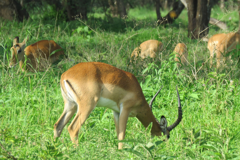 Arusha: Excursión de un día al Parque Nacional de Tarangire con safari en coche