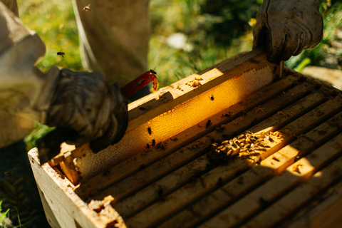 Queenstown: Honey Extraction Experience with Jar