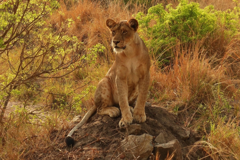 22 DAYS BEST OF UGANDA NATIONAL PARKS AND OTHER ATTRACTIONS PENETRATING THE IMPENETRABLE
