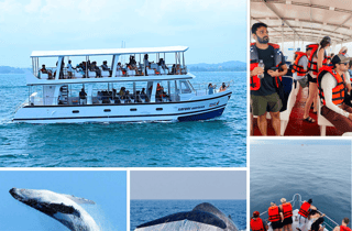 Mirissa: Whale-Watching-Tour mit Blauwalen und Delfinen
