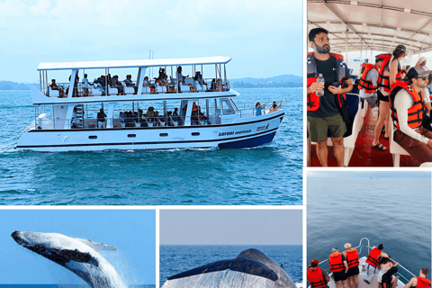 Mirissa: Whale Watching, Turtle Snorkeling, & Kayaking Tour