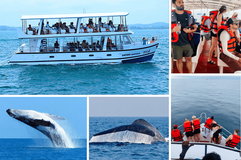 Mirissa: Whale Watching, Turtle Snorkeling, & Kayaking Tour