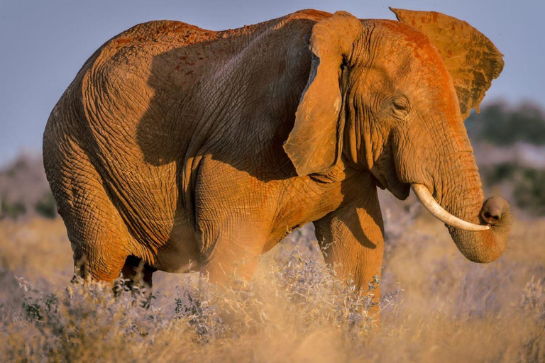 Safari a Amboseli, Tsavo Este, Tsavo Oeste y Santuario