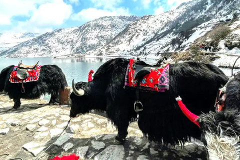 “Hearts in the Hills: 6 Nights / 7 Days of Gangtok Bliss”