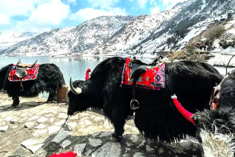 “Hearts in the Hills: 6 Nights / 7 Days of Gangtok Bliss”