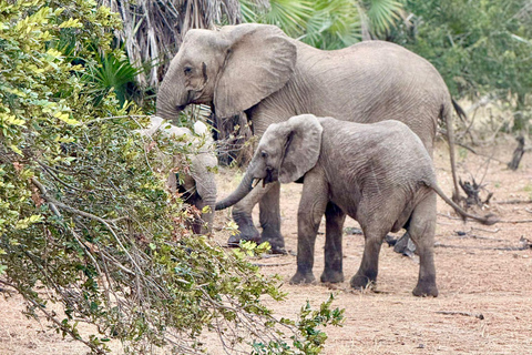 Dar es Salaam: gita di 1 giorno in treno al Parco nazionale di Mikumi