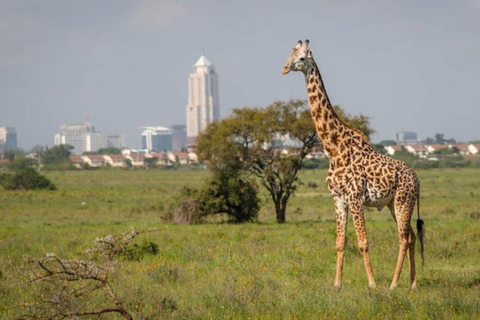 Nairobi National Park Day Game Drive.