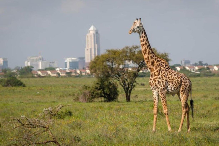 Nairobi National Park Day Game Drive.