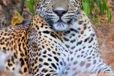 Kandy: Mahiyangana, Dambana, Sorabora Tank, & Wasgamuwa Tour