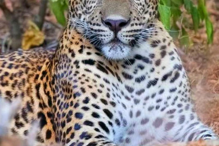 Kandy: Mahiyangana, Dambana, Sorabora Tank, & Wasgamuwa Tour