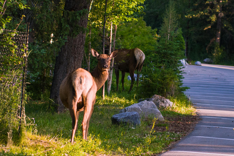 4 Days Tour to Banff & Jasper National Park without Hotels 4 Days Tour After August Public without Hotels