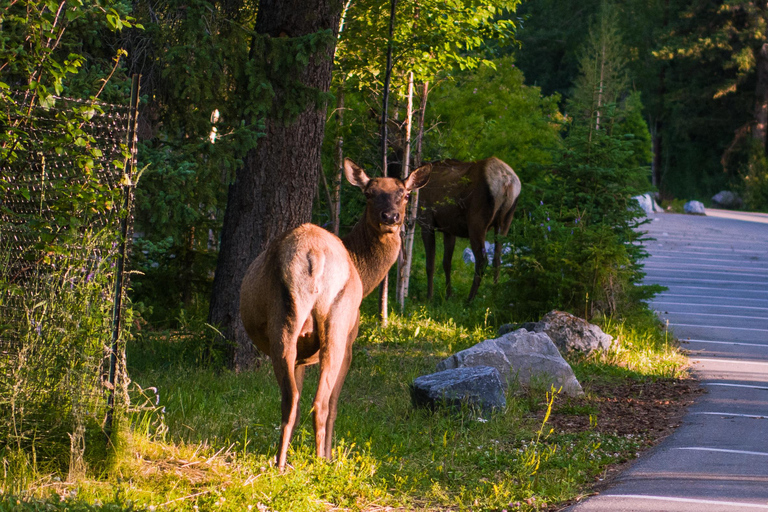 4 Days Tour to Banff & Jasper National Park without Hotels 4 Days Tour After August Public without Hotels