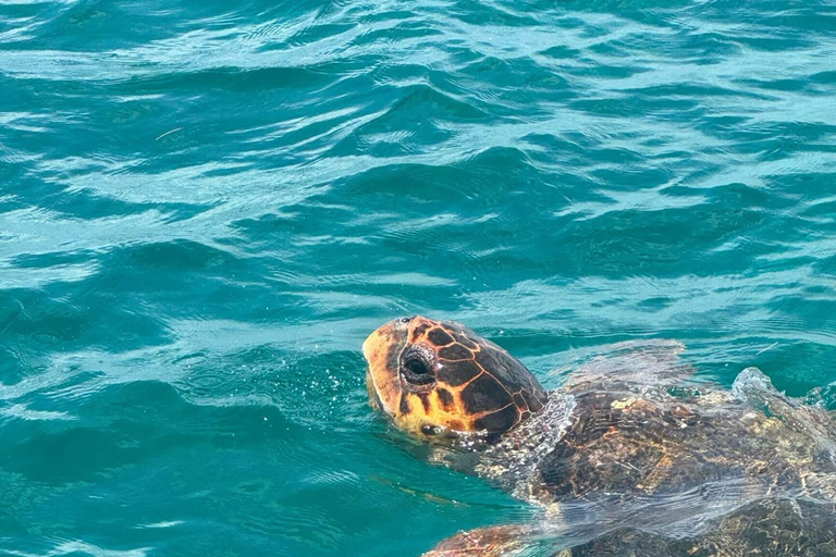 Punta Cana: Saona Island Tour with Lunch and Drinks