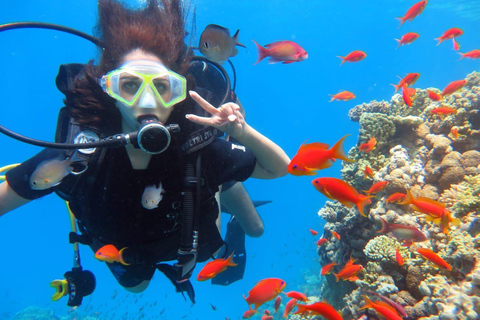 Sharm: Ras Mohamed & White Island Snorkeling, Diving & Lunch Option: Snorkeling with 1 Dive