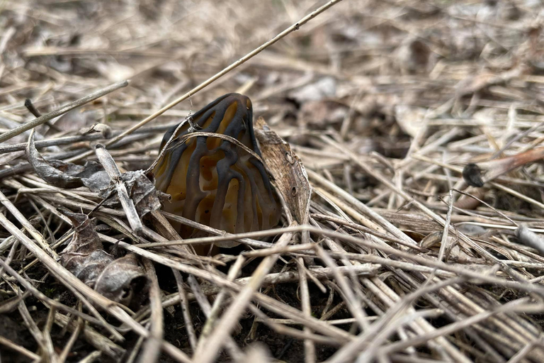 Sofia: Culinary Adventure To The Fungi And Botanical Kingdom